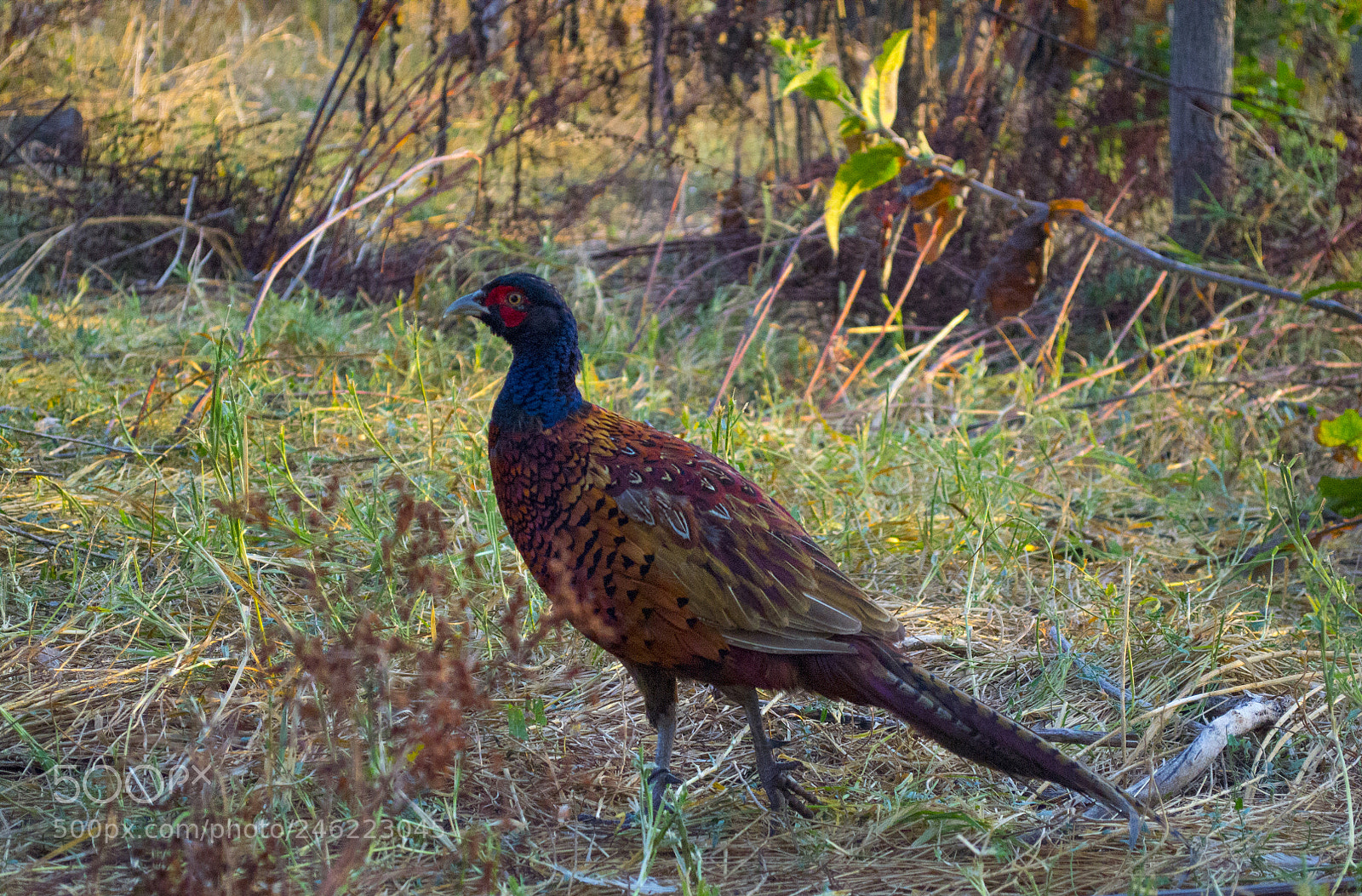 Nikon D3100 sample photo. Colchian pheasant photography