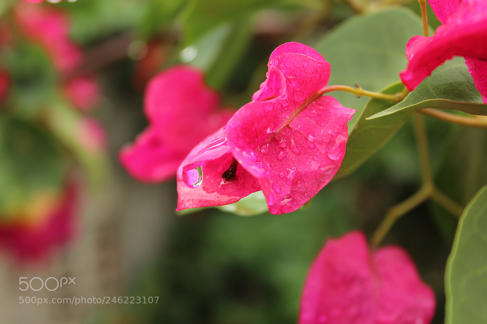 Canon EOS 1200D (EOS Rebel T5 / EOS Kiss X70 / EOS Hi) sample photo. The carnival flower photography