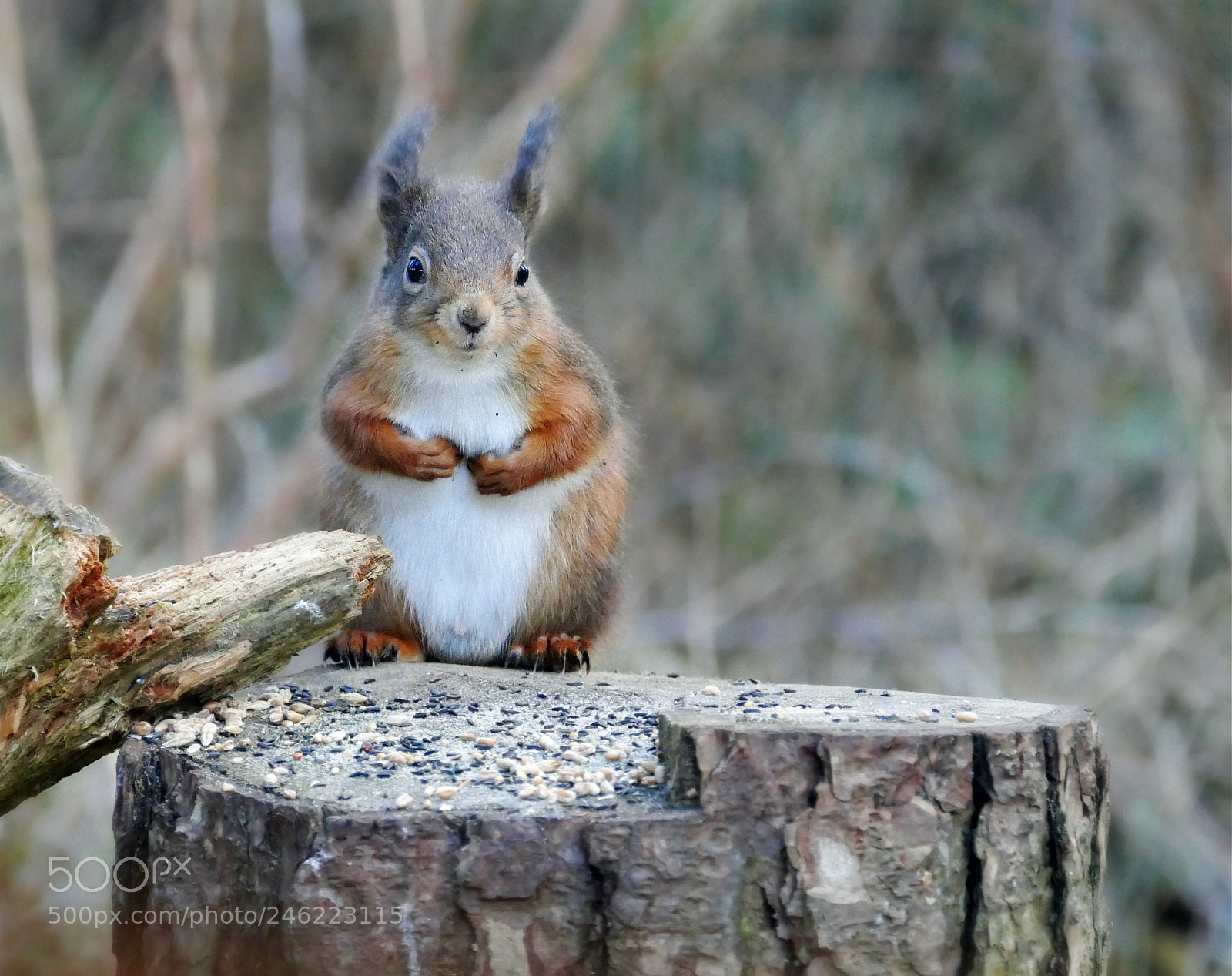 Panasonic Lumix DMC-FZ1000 sample photo. Red squirrel photography