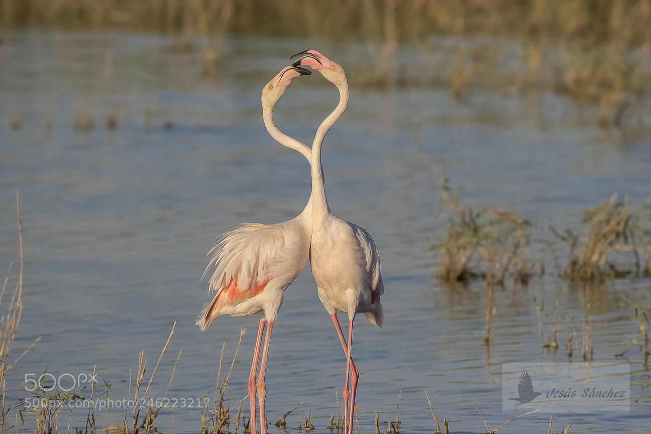 Canon EOS 7D Mark II sample photo. Flamenco com n phoenicopterus photography