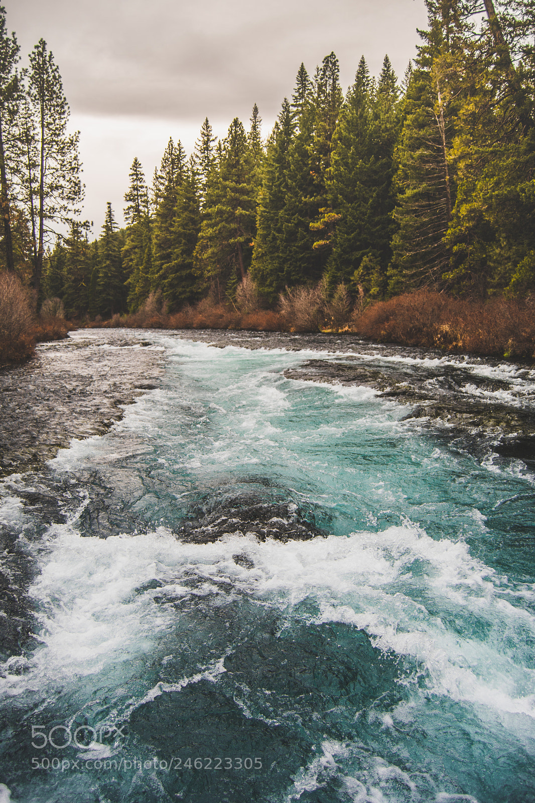 Nikon D500 sample photo. Mighty metolius photography