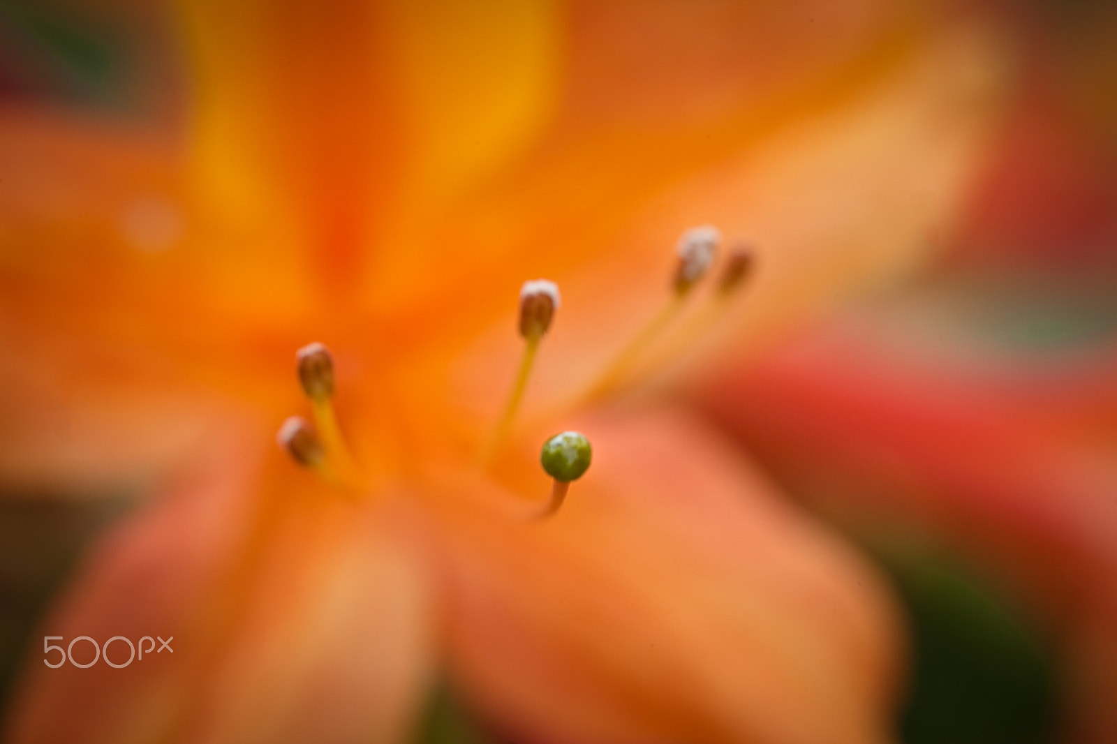 Canon EOS 5D Mark II + Sigma 105mm F2.8 EX DG Macro sample photo. One again i must confess my ignorance photography