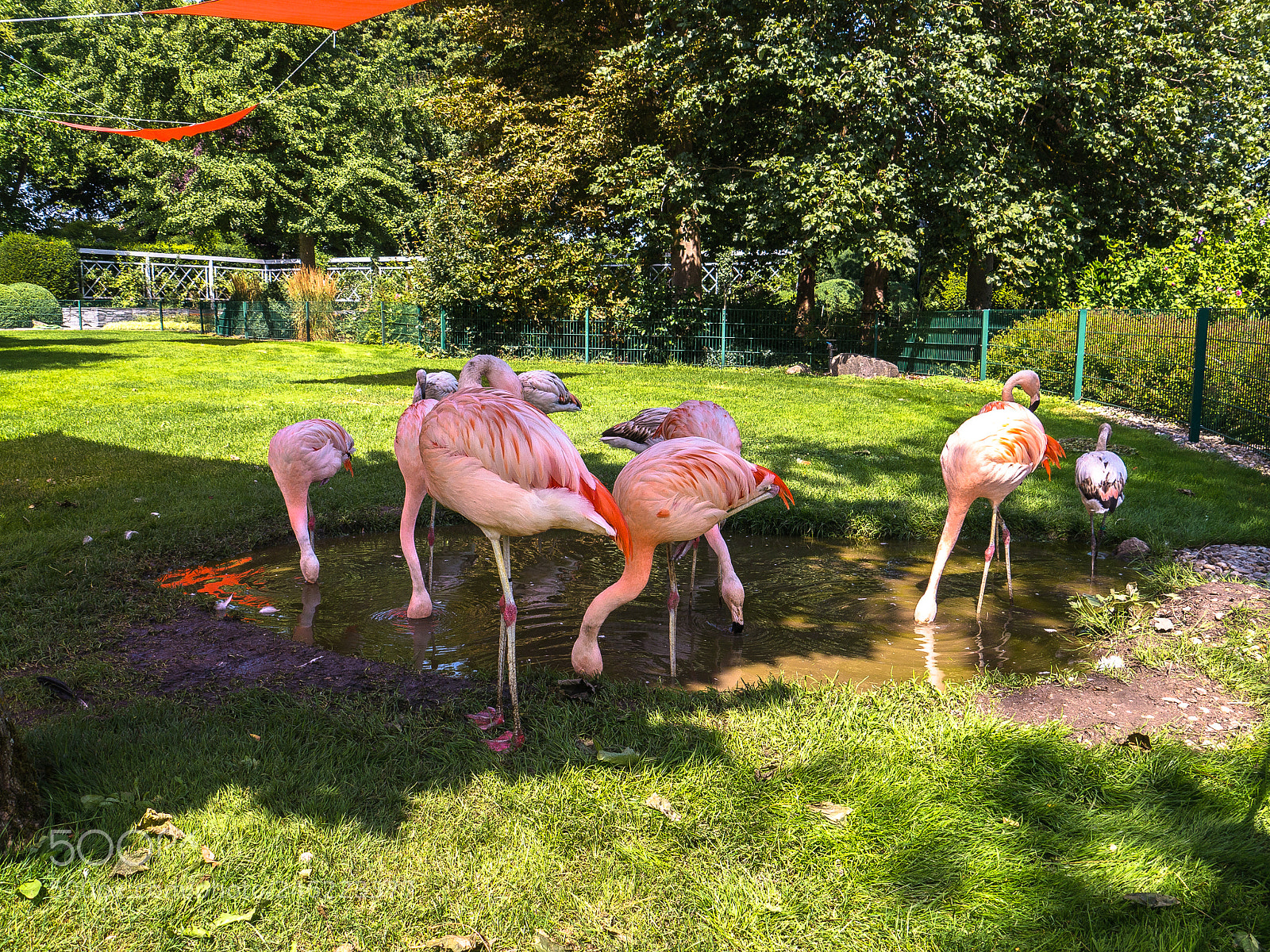 Panasonic Lumix DMC-G5 sample photo. Flamingos photography
