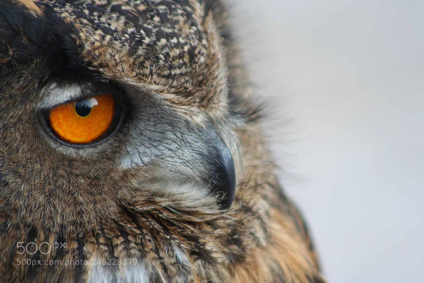 Canon EOS 350D (EOS Digital Rebel XT / EOS Kiss Digital N) sample photo. Owl photography