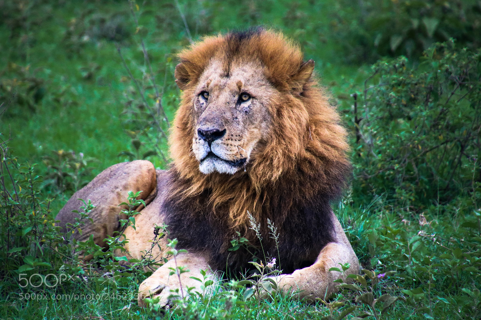 Canon EOS 760D (EOS Rebel T6s / EOS 8000D) sample photo. Ziggy lion photography
