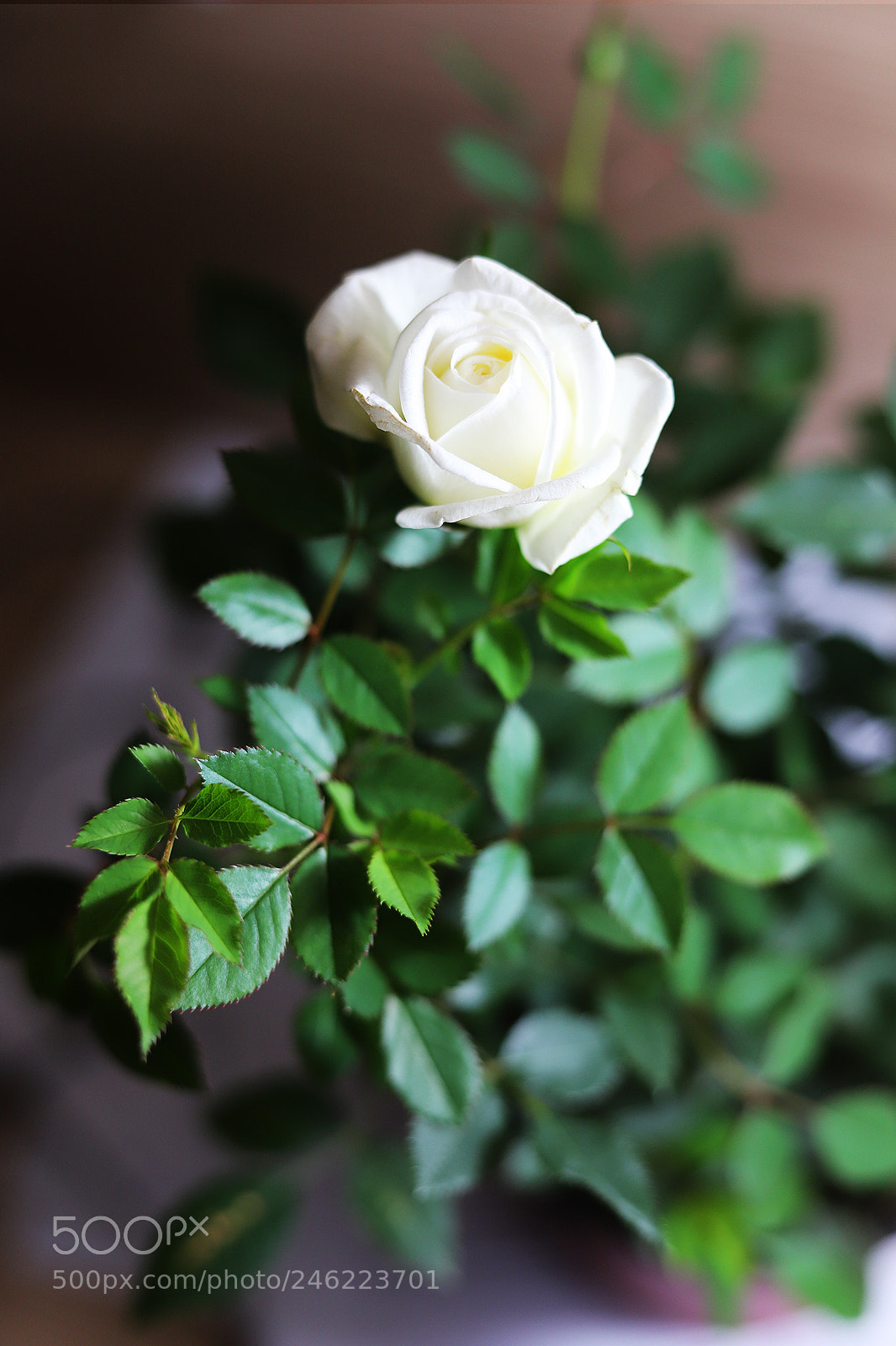 Canon EOS 6D Mark II sample photo. Rose love photography