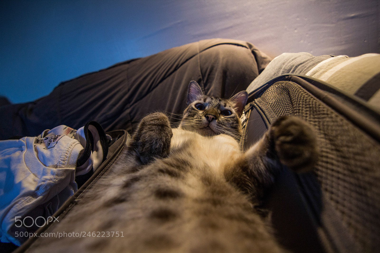 Canon EOS 600D (Rebel EOS T3i / EOS Kiss X5) sample photo. { domestic wildlife } lazy einstein photography