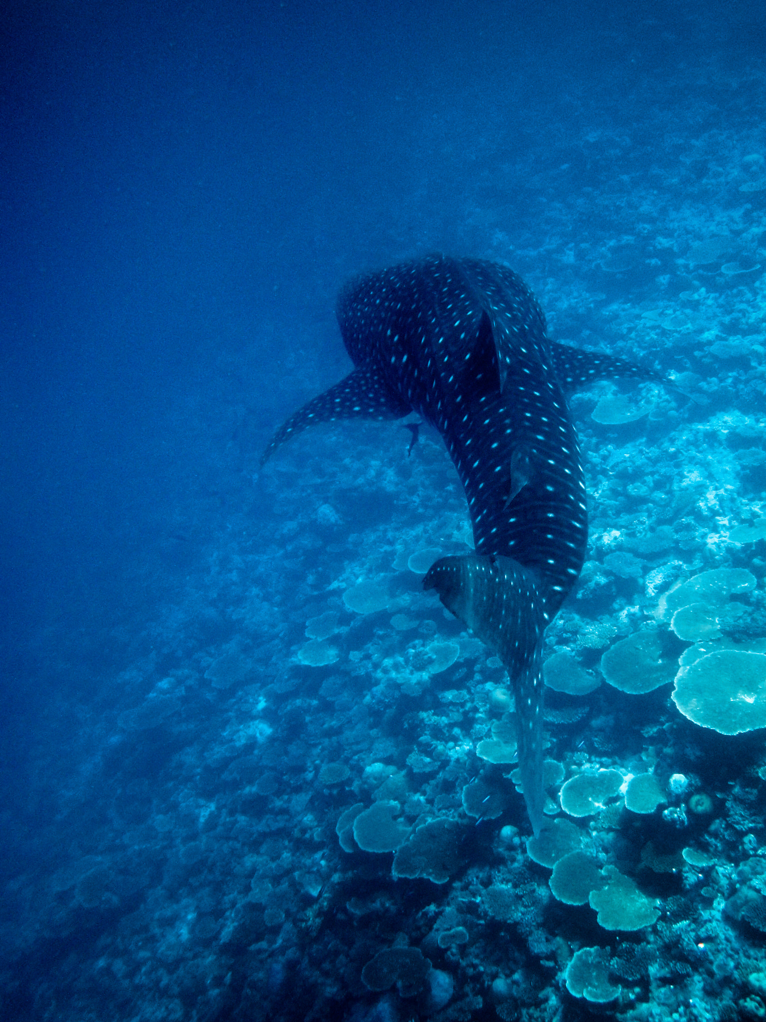 Nikon Coolpix AW100 sample photo. An encounter with a whale shark photography