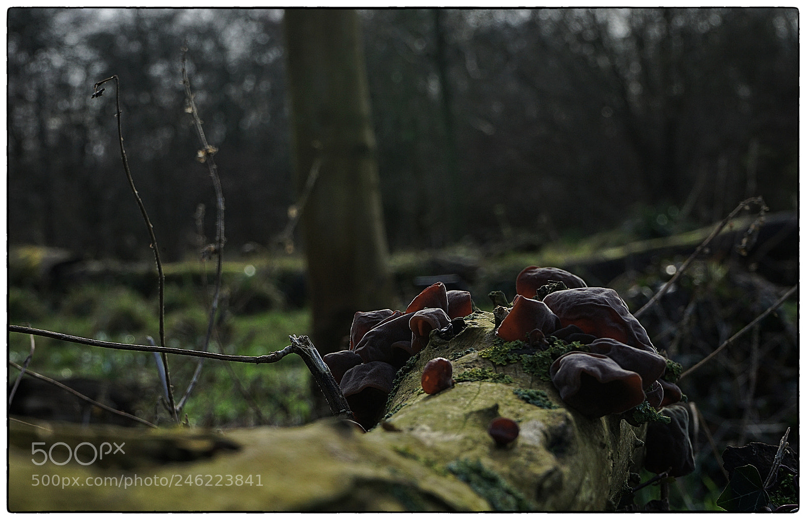 Sony a7 II sample photo. Mk photography