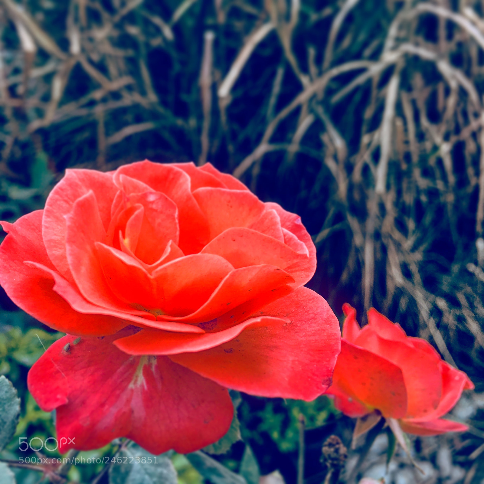 Apple iPhone 6s Plus sample photo. Untitled photography