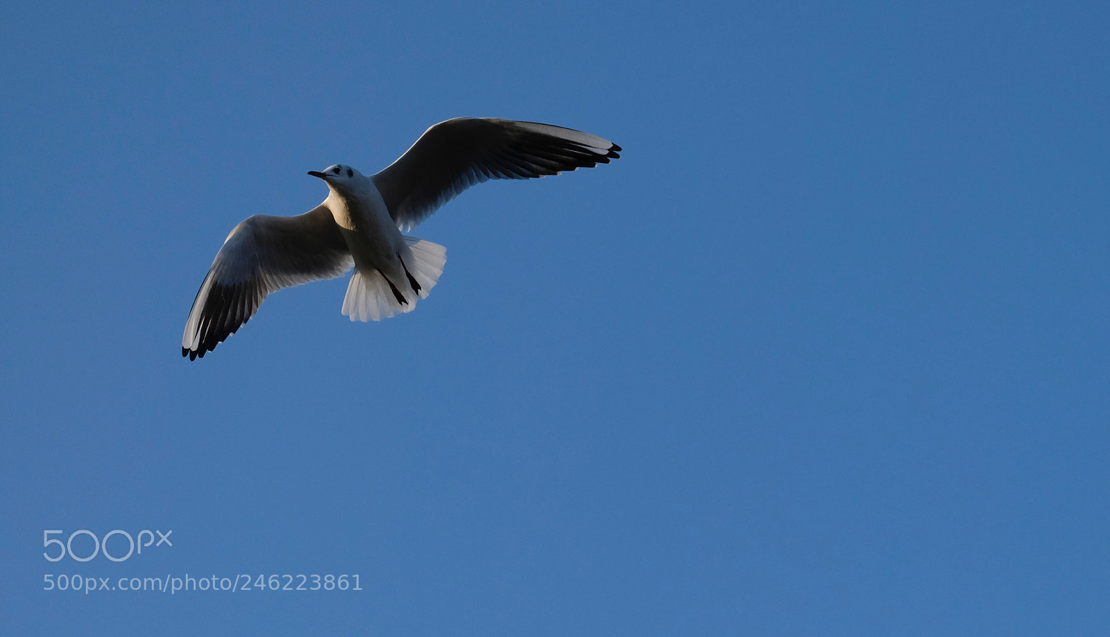 Fujifilm X-T20 sample photo. Seagull lit up in photography