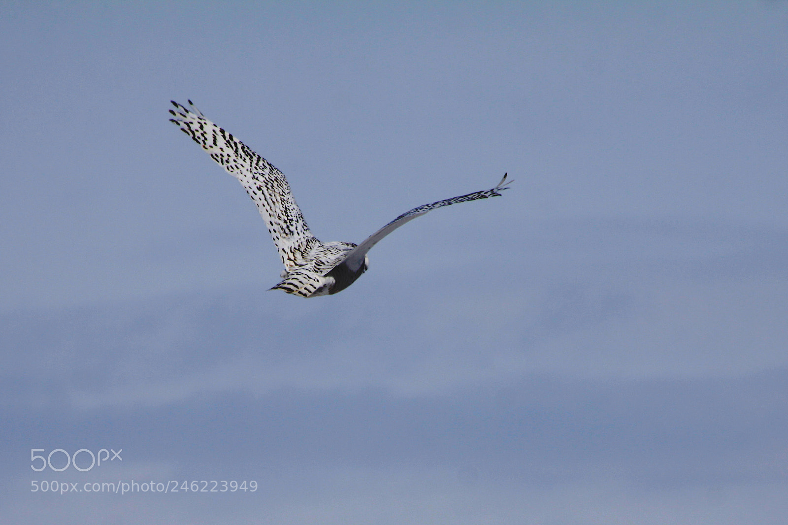 Canon EOS 50D sample photo. Snowy owl in flight photography