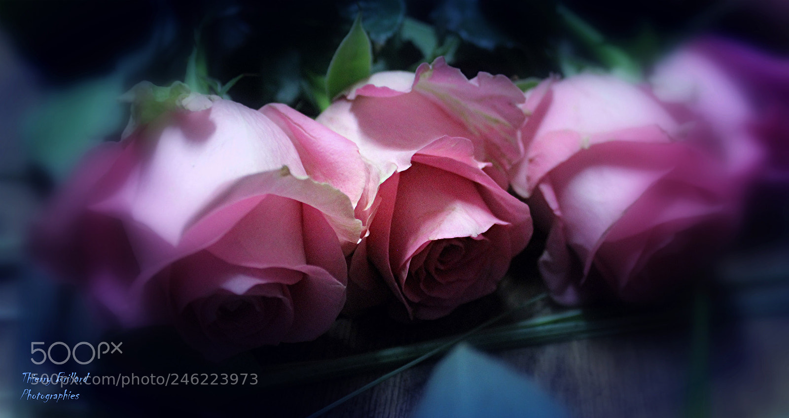 Canon EOS 600D (Rebel EOS T3i / EOS Kiss X5) sample photo. Trois roses photography