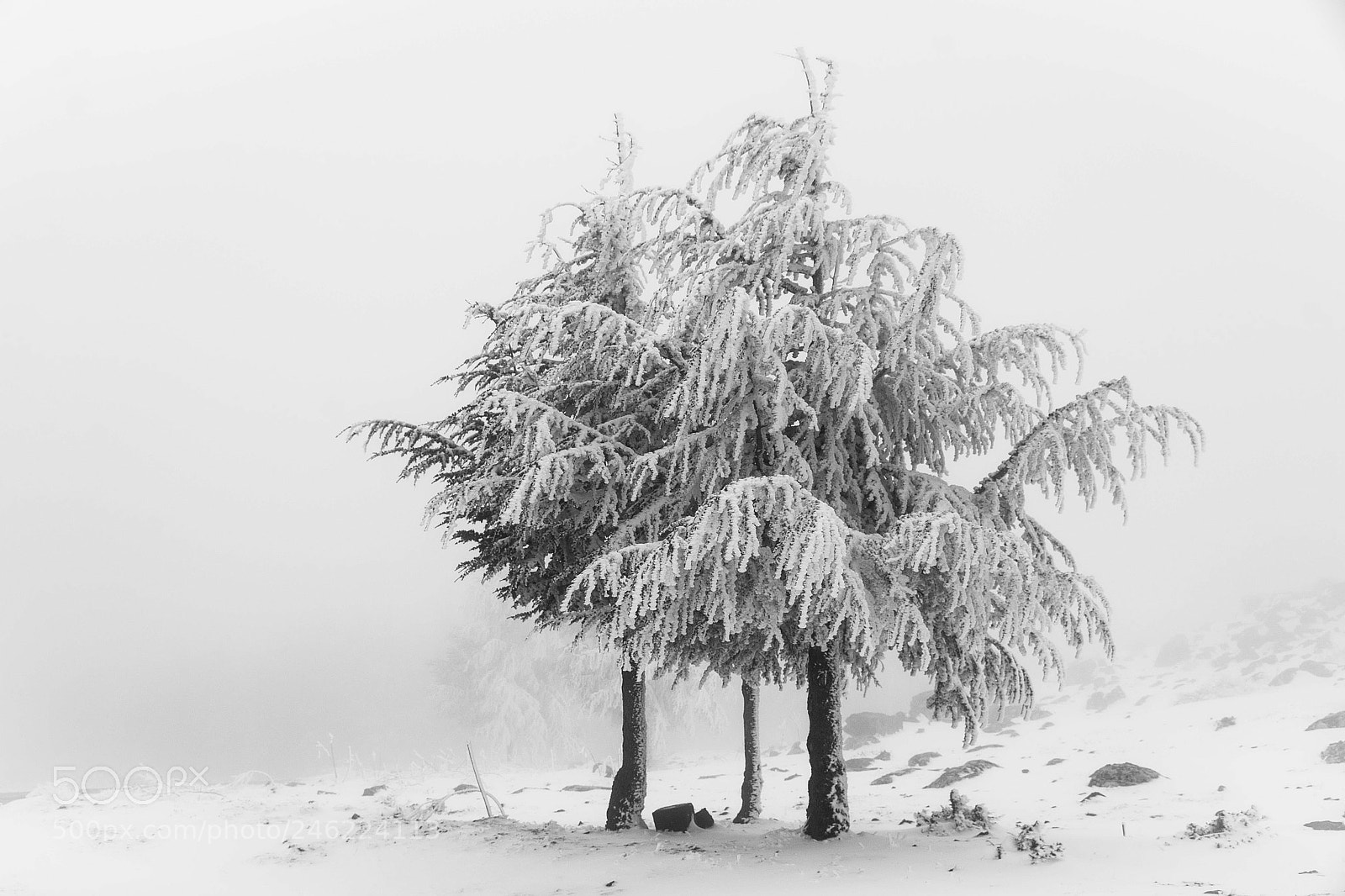 Nikon D7100 sample photo. Against winter photography