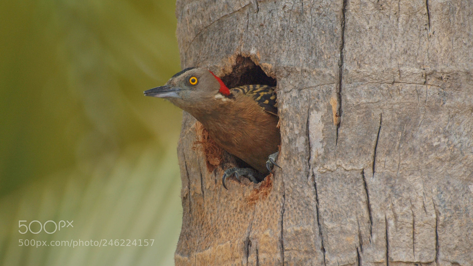 Olympus E-620 (EVOLT E-620) sample photo. Hispaniolan woodpecker photography