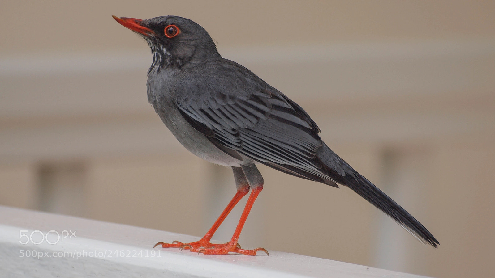 Olympus E-620 (EVOLT E-620) sample photo. Red-legged thrush photography