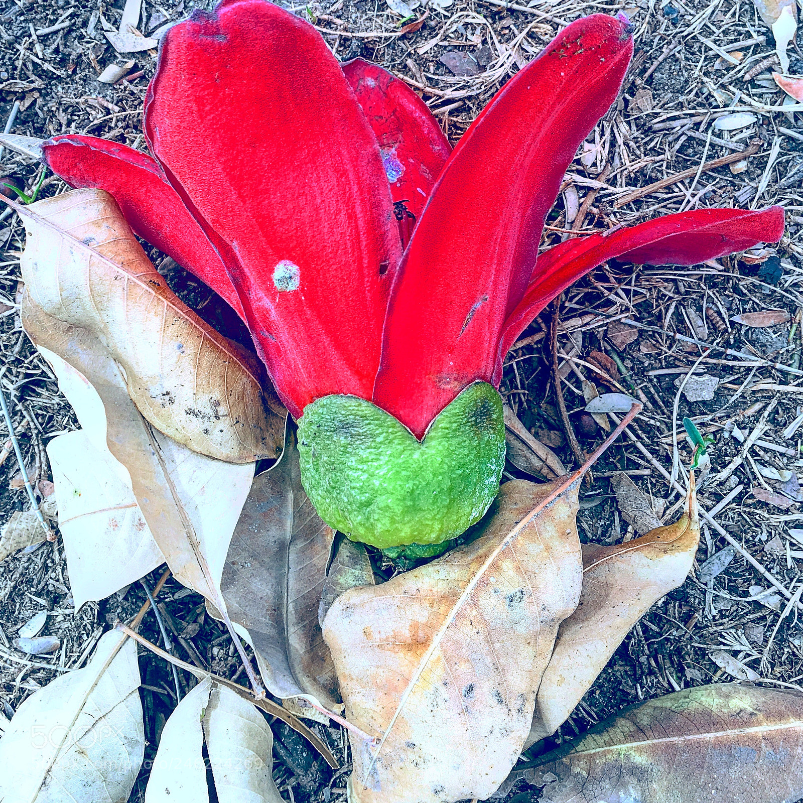 Apple iPhone 6s Plus sample photo. Untitled photography