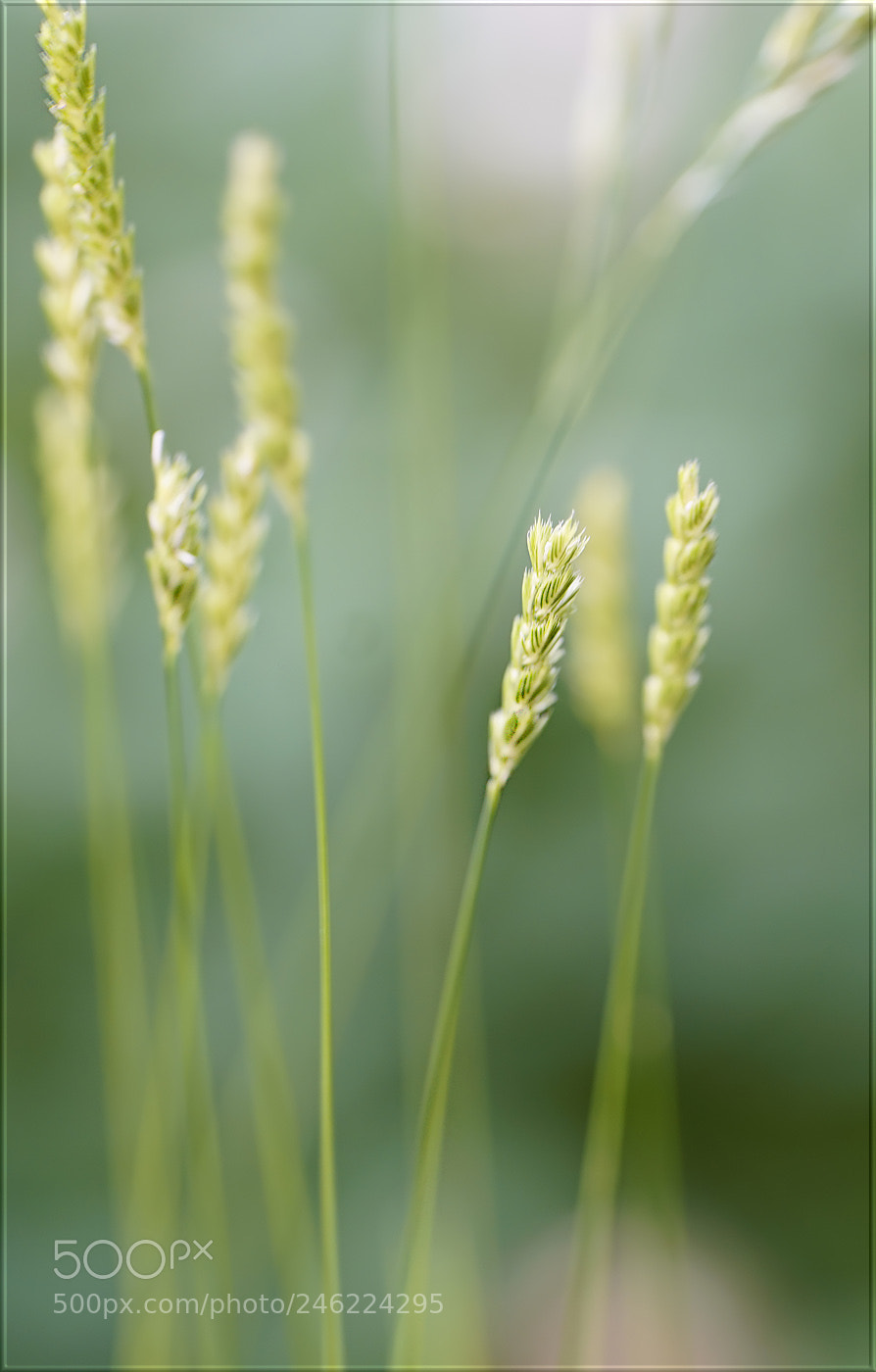 Sony a7R II sample photo. Gras angelegenheiten ... photography