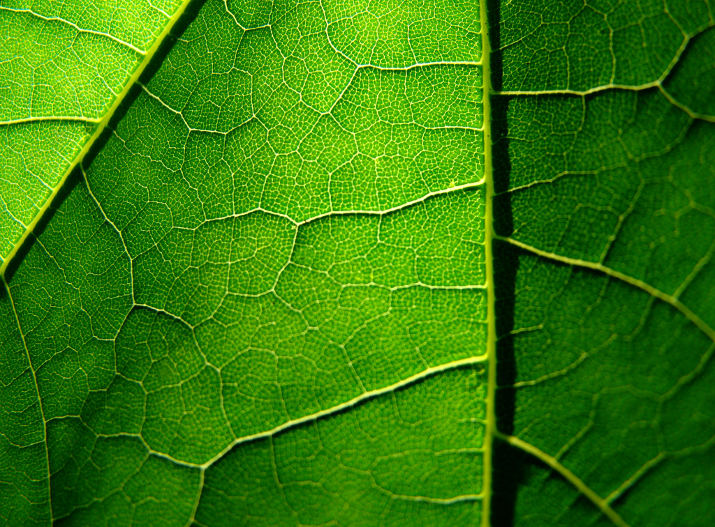 Sony DSC-H7 sample photo. Green day photography