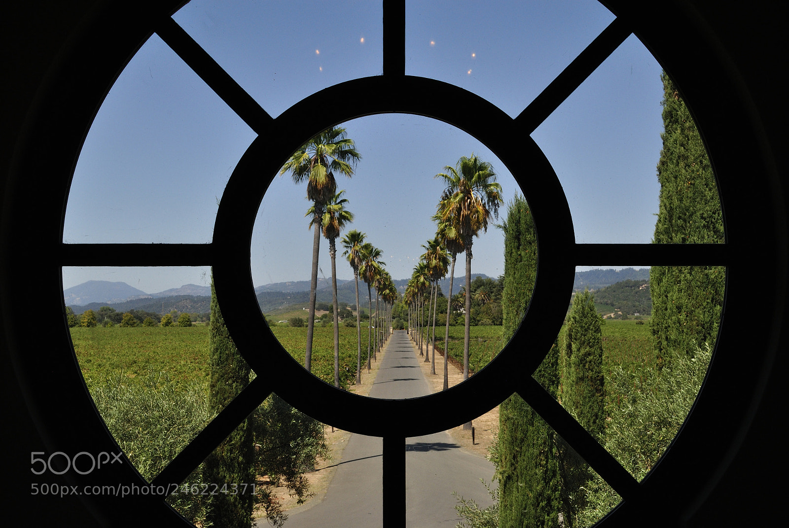 Nikon D3000 sample photo. Palm road (color) photography