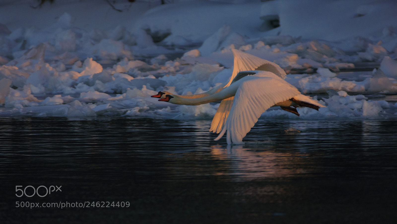 Nikon D7200 sample photo. Public display of affection photography