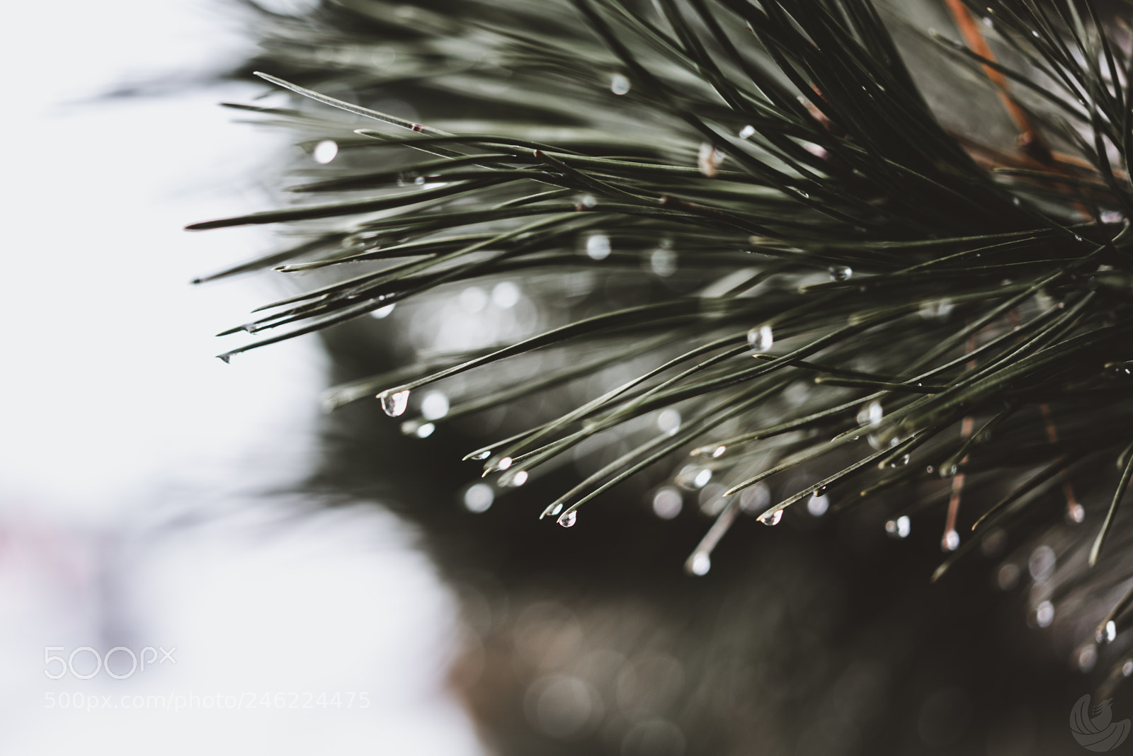 Sony a7R II sample photo. Winter is here photography