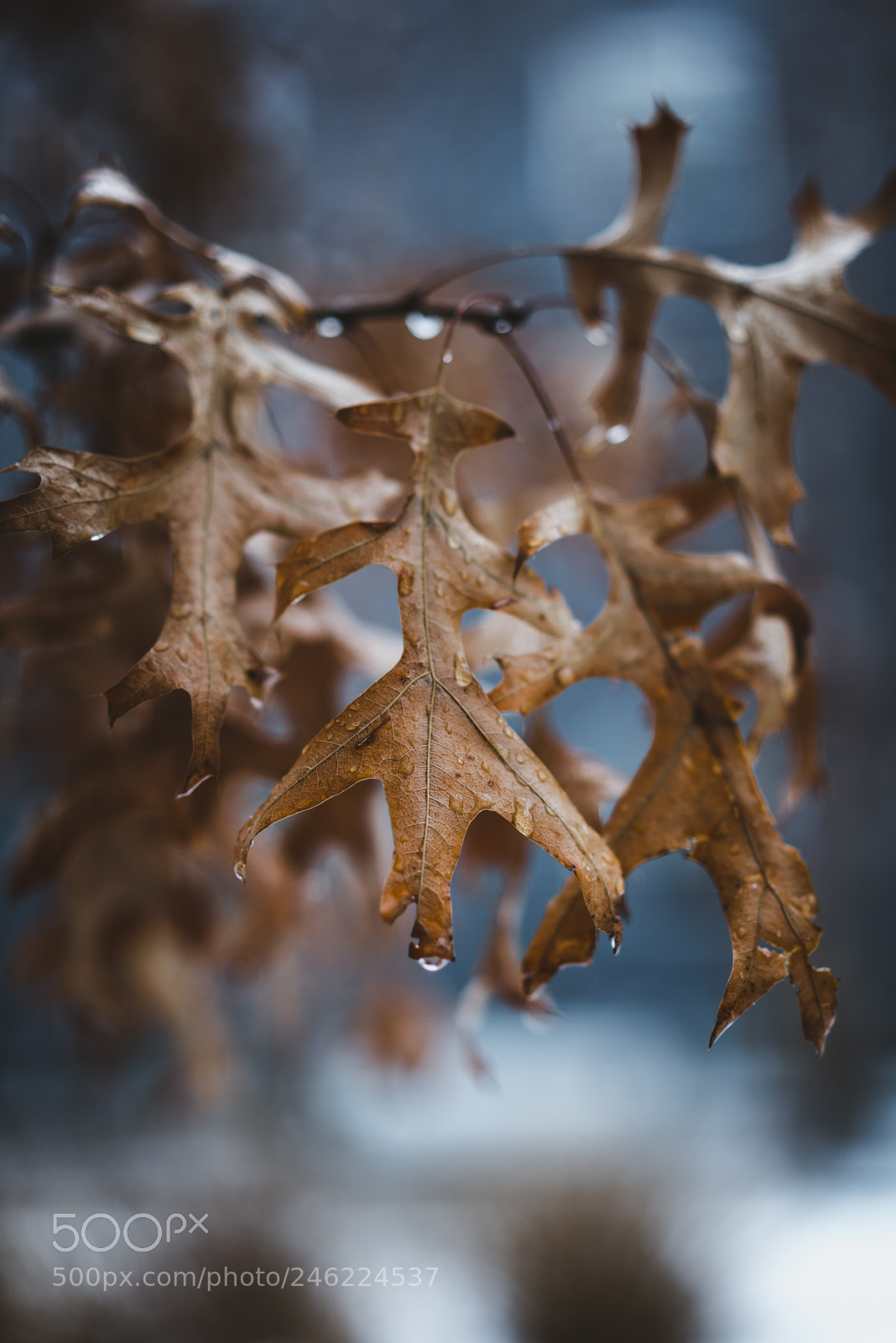 Sony a7R II sample photo. It's getting cold in photography