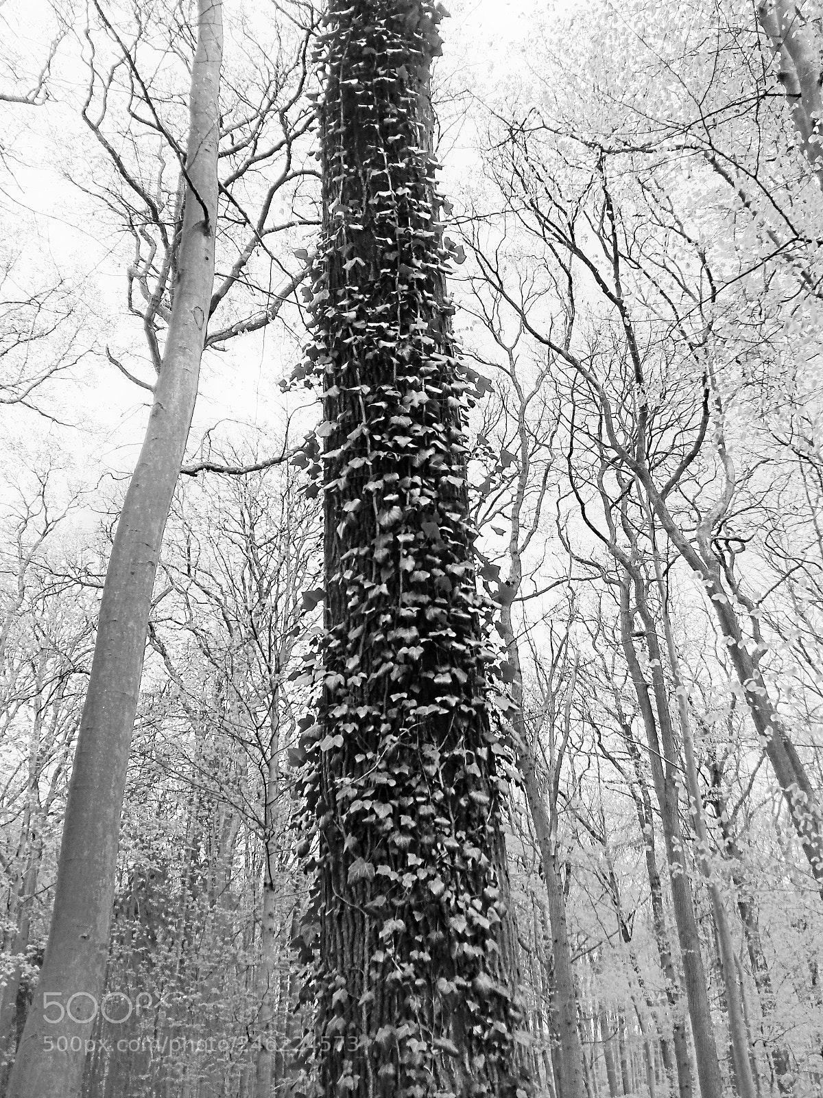 Samsung Galaxy S4 sample photo. Ivi forest photography