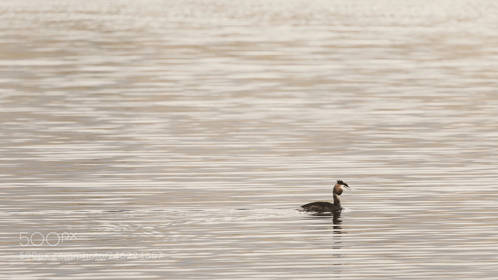 Nikon D500 sample photo. A lonesome grebe photography