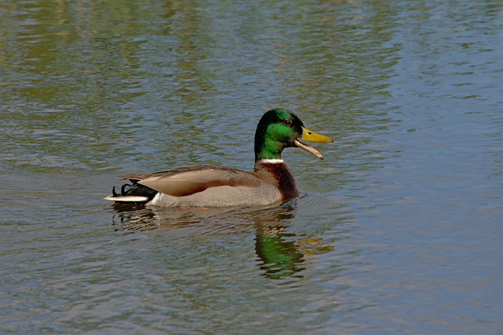 Nikon D5200 sample photo. Laughing duck photography