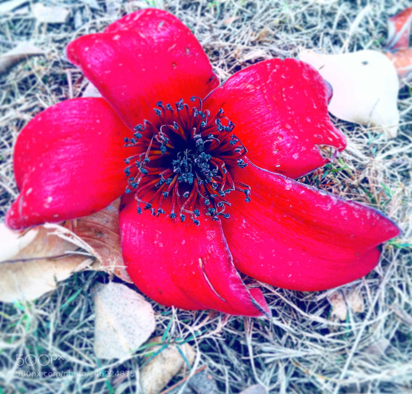 Apple iPhone 6s Plus sample photo. Untitled photography