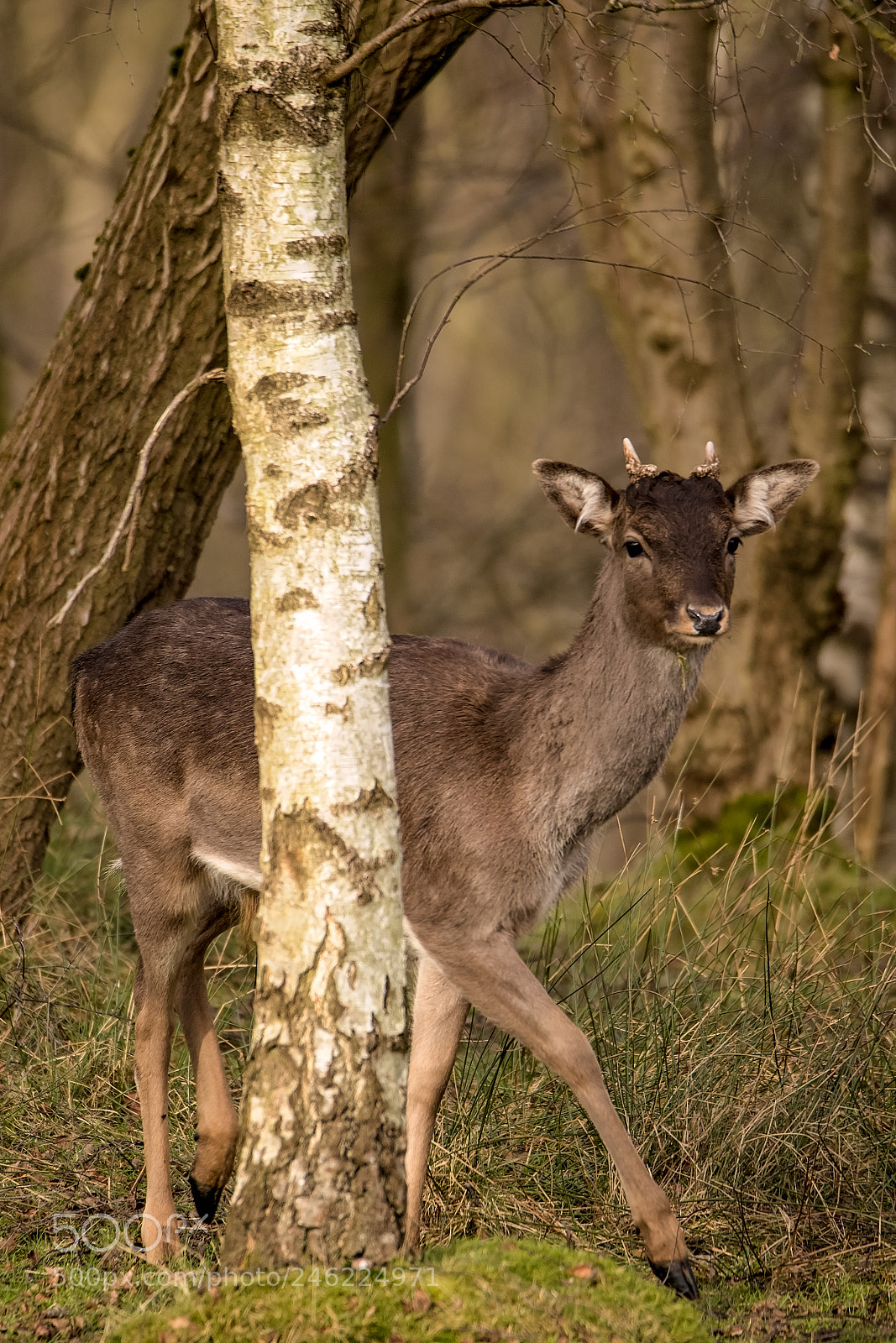 Canon EOS 7D Mark II sample photo. Camoflague.jpg photography