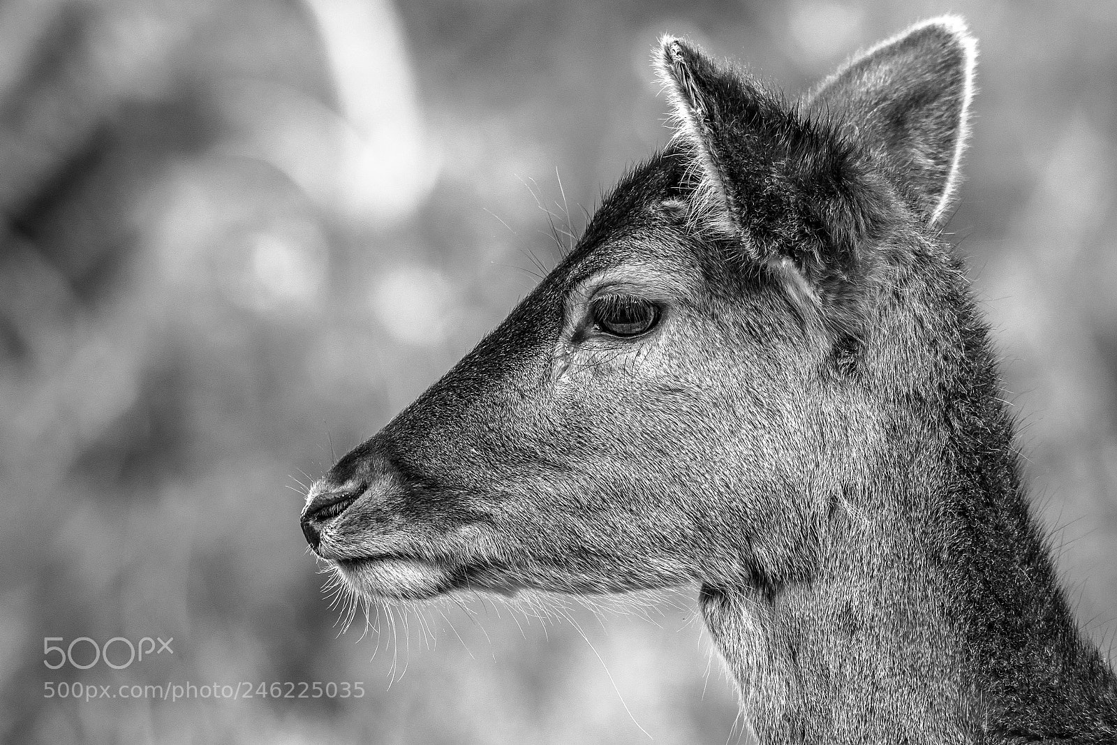Canon EOS 7D Mark II sample photo. Profile.jpg photography
