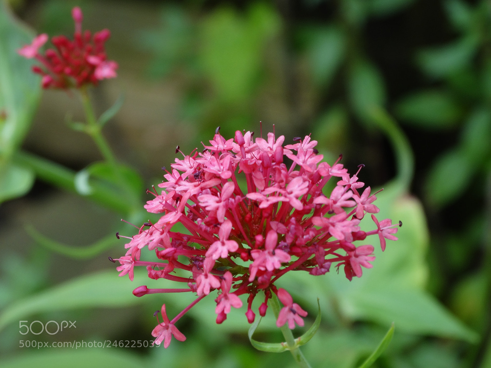 Sony Cyber-shot DSC-HX300 sample photo. Pink flowers in my photography