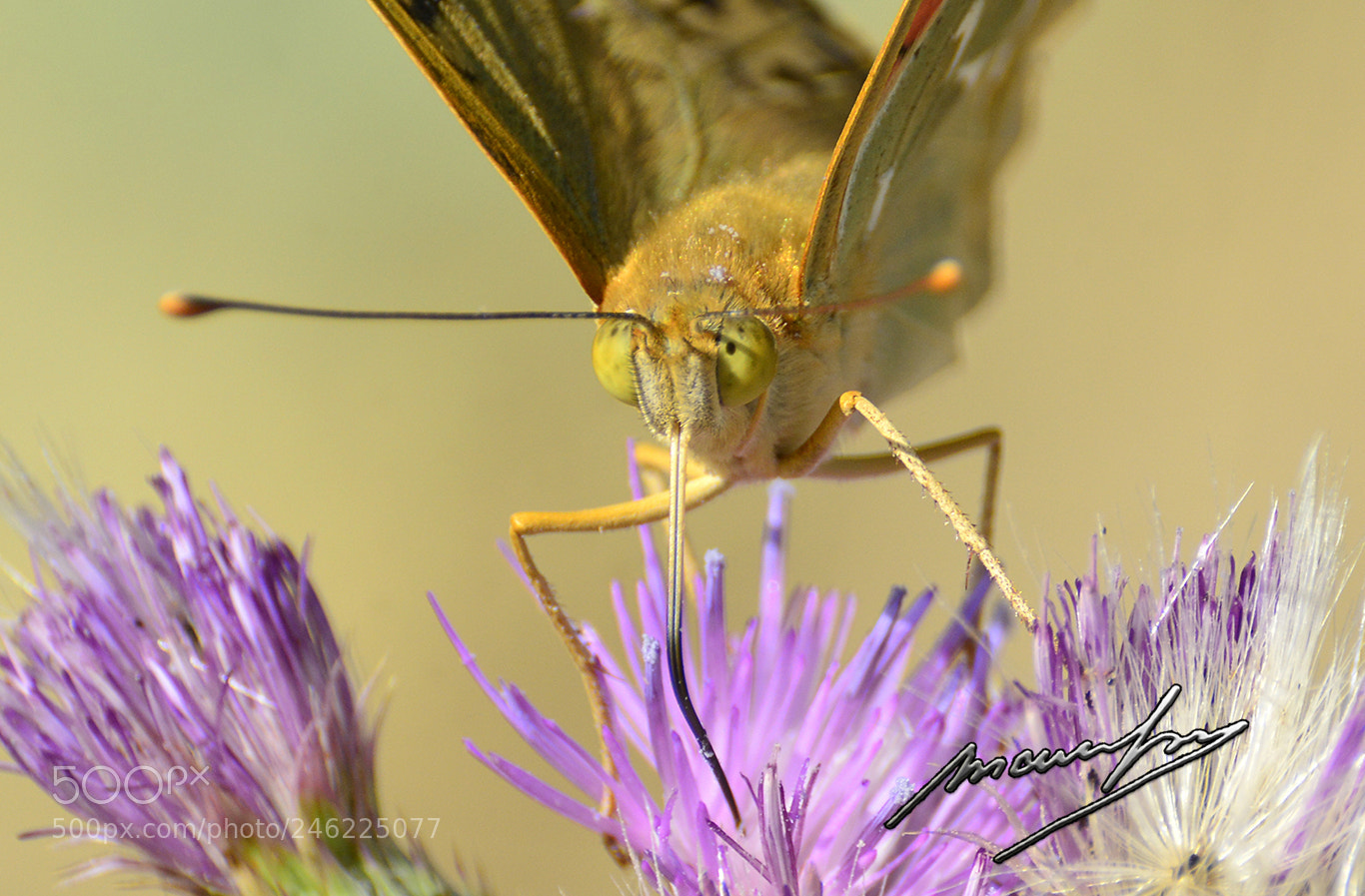 Nikon D800 sample photo. Pop photography