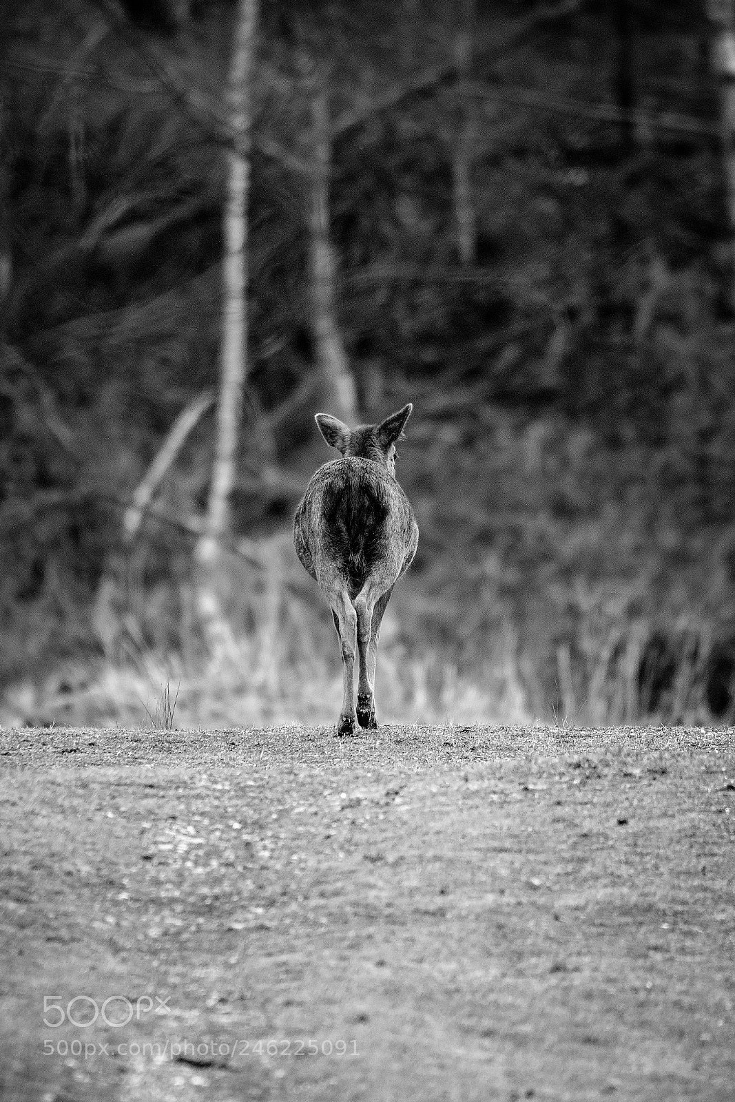 Canon EOS 7D Mark II sample photo. The long walk home.jpg photography