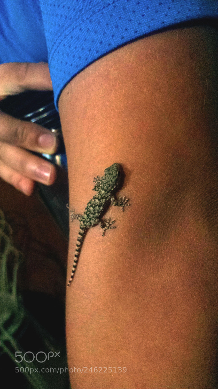 Samsung Galaxy S4 sample photo. Lizard photography