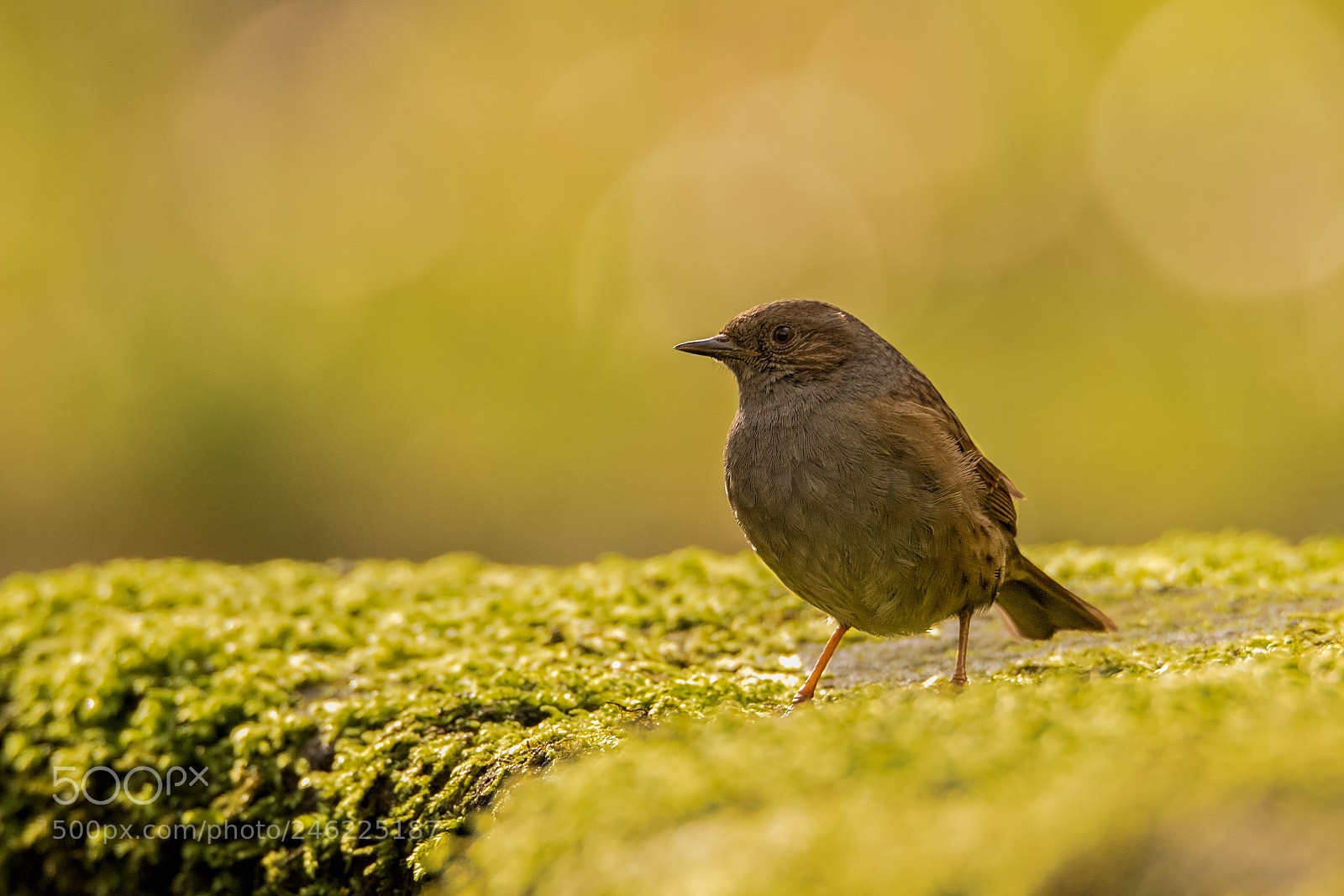 Canon EOS 7D Mark II sample photo. Dunnock.jpg photography