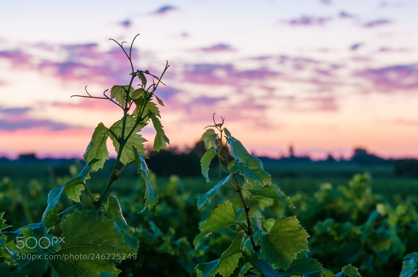 Nikon D300S sample photo. Lr photography
