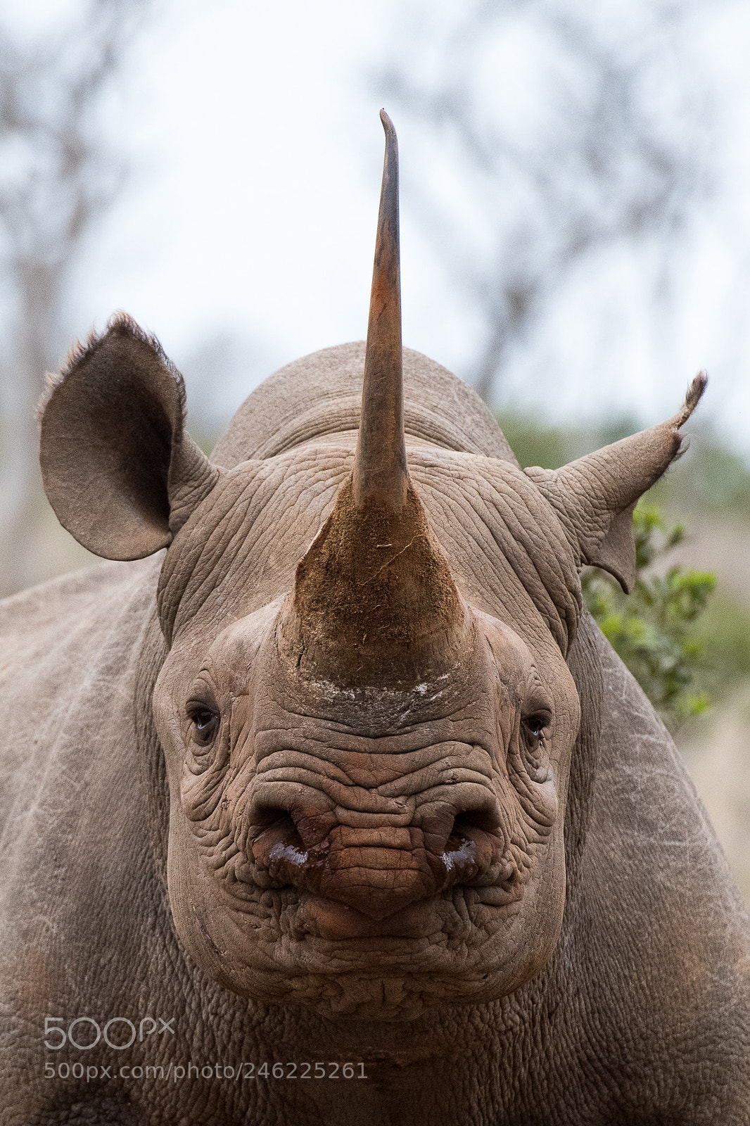 Nikon D850 sample photo. Black rhino photography