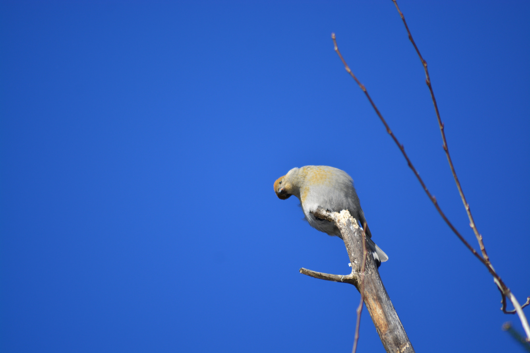 Sigma 70-300mm F4-5.6 APO DG Macro sample photo. Female pine grosbeak photography
