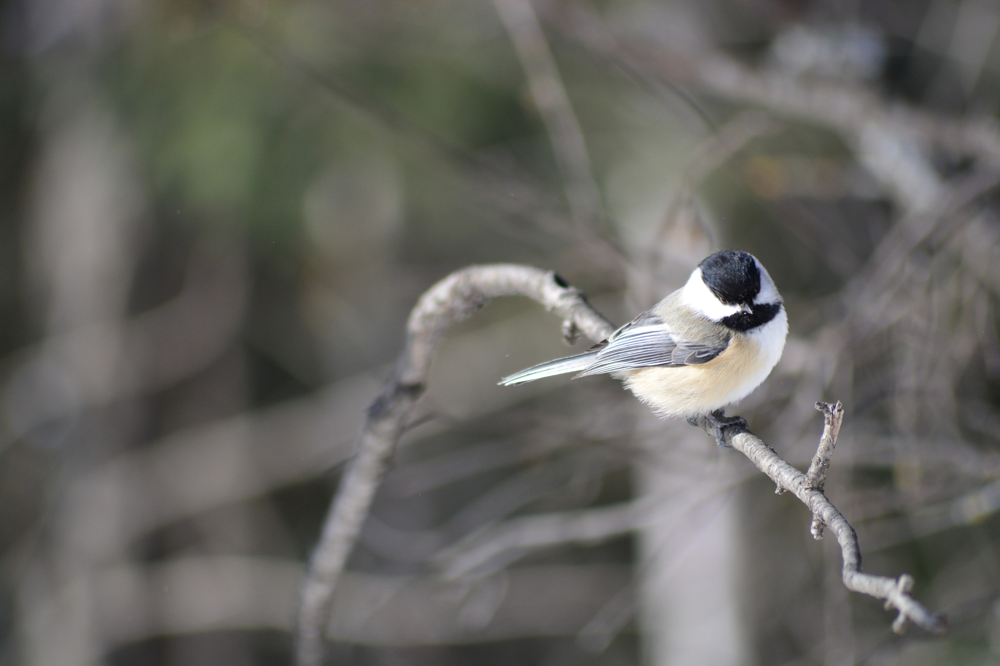 Sigma 70-300mm F4-5.6 APO DG Macro sample photo. Chickadee photography