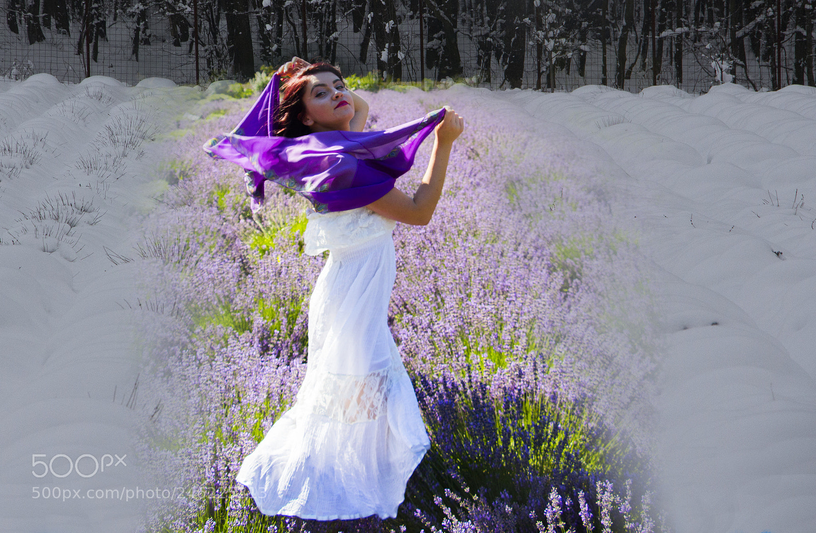 Canon EOS 700D (EOS Rebel T5i / EOS Kiss X7i) sample photo. Lavender the dream of photography