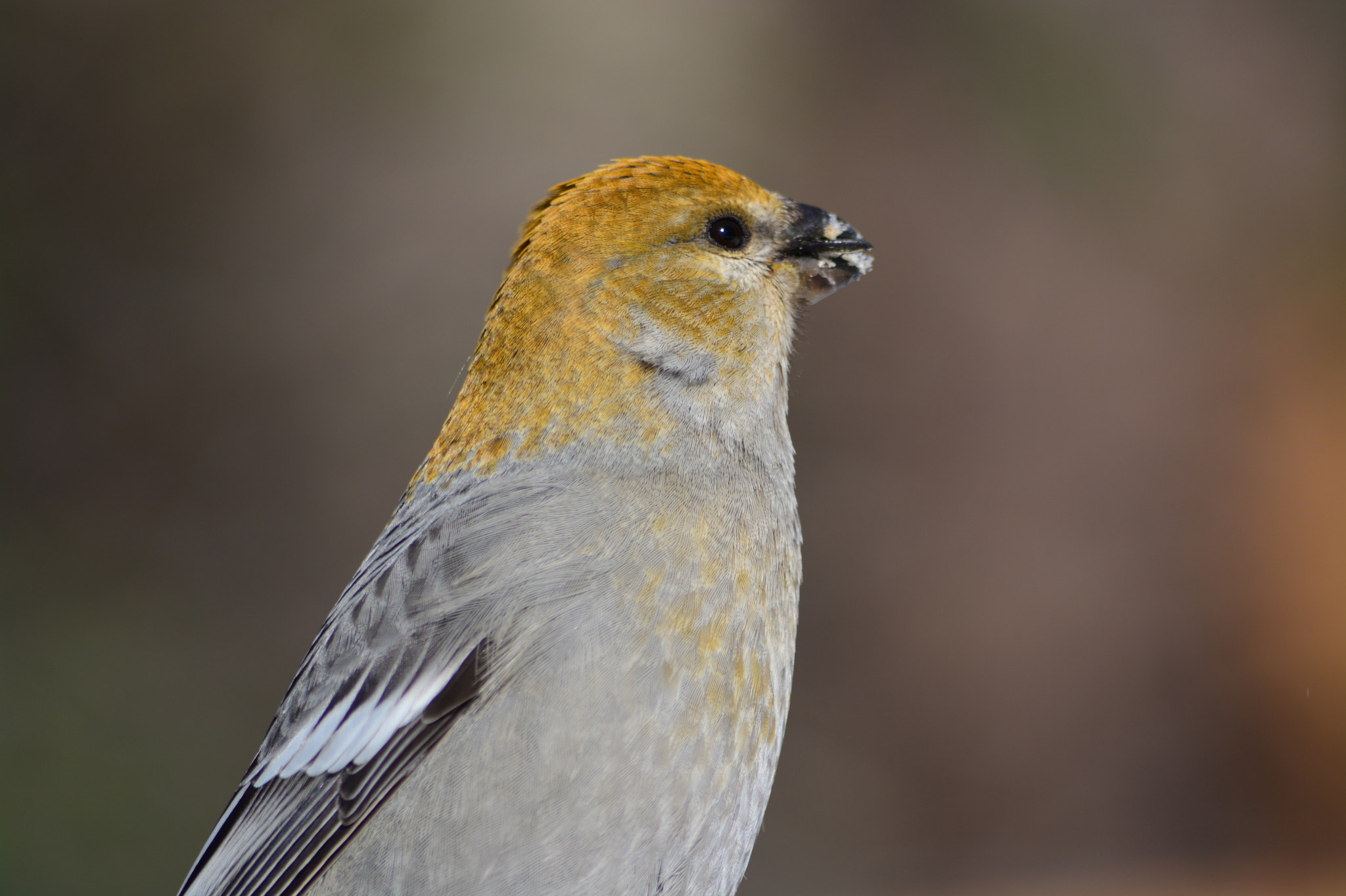 Sigma 70-300mm F4-5.6 APO DG Macro sample photo. Female pine grosbeak photography