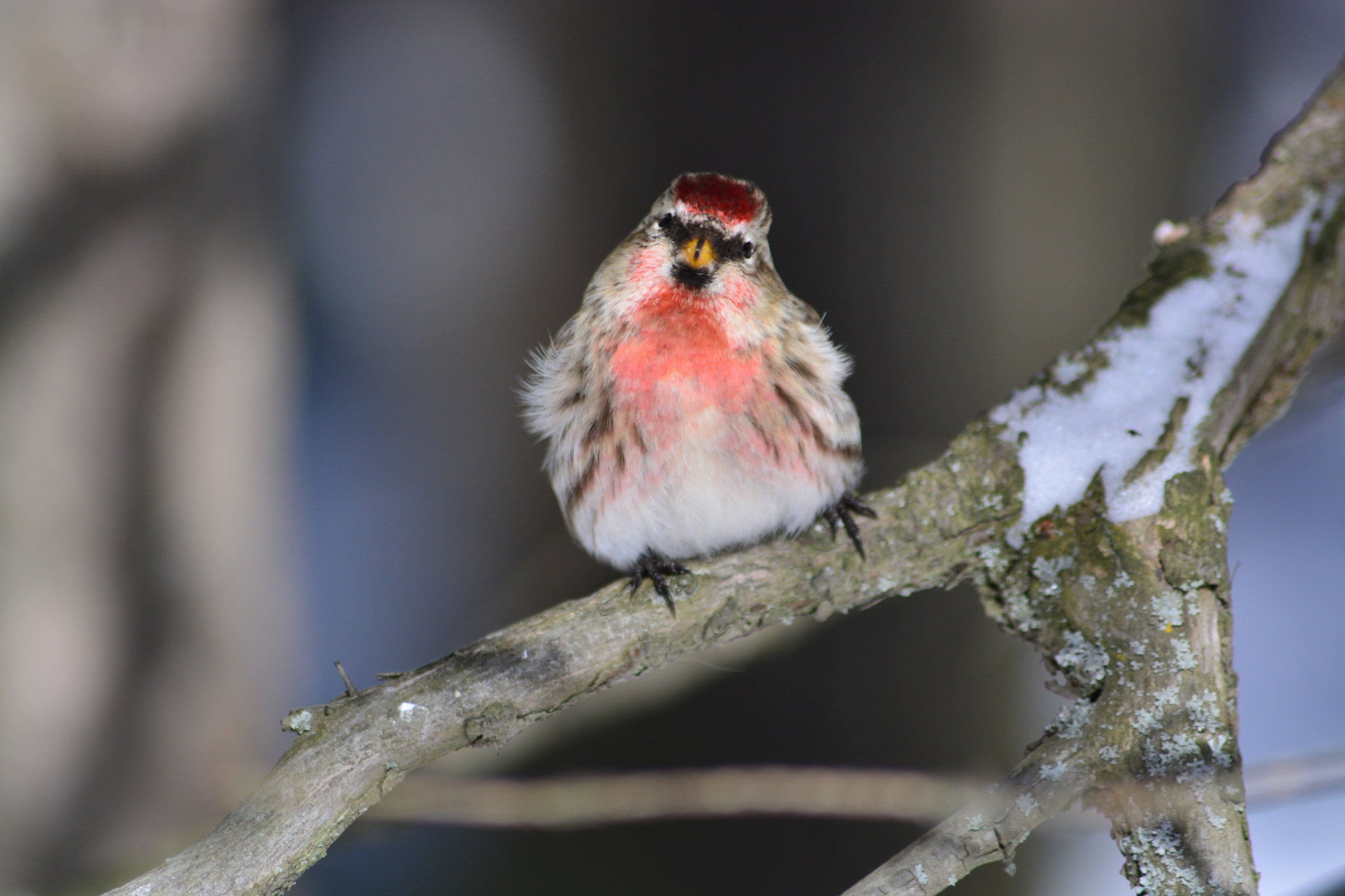 Sigma 70-300mm F4-5.6 APO DG Macro sample photo. Redpoll photography