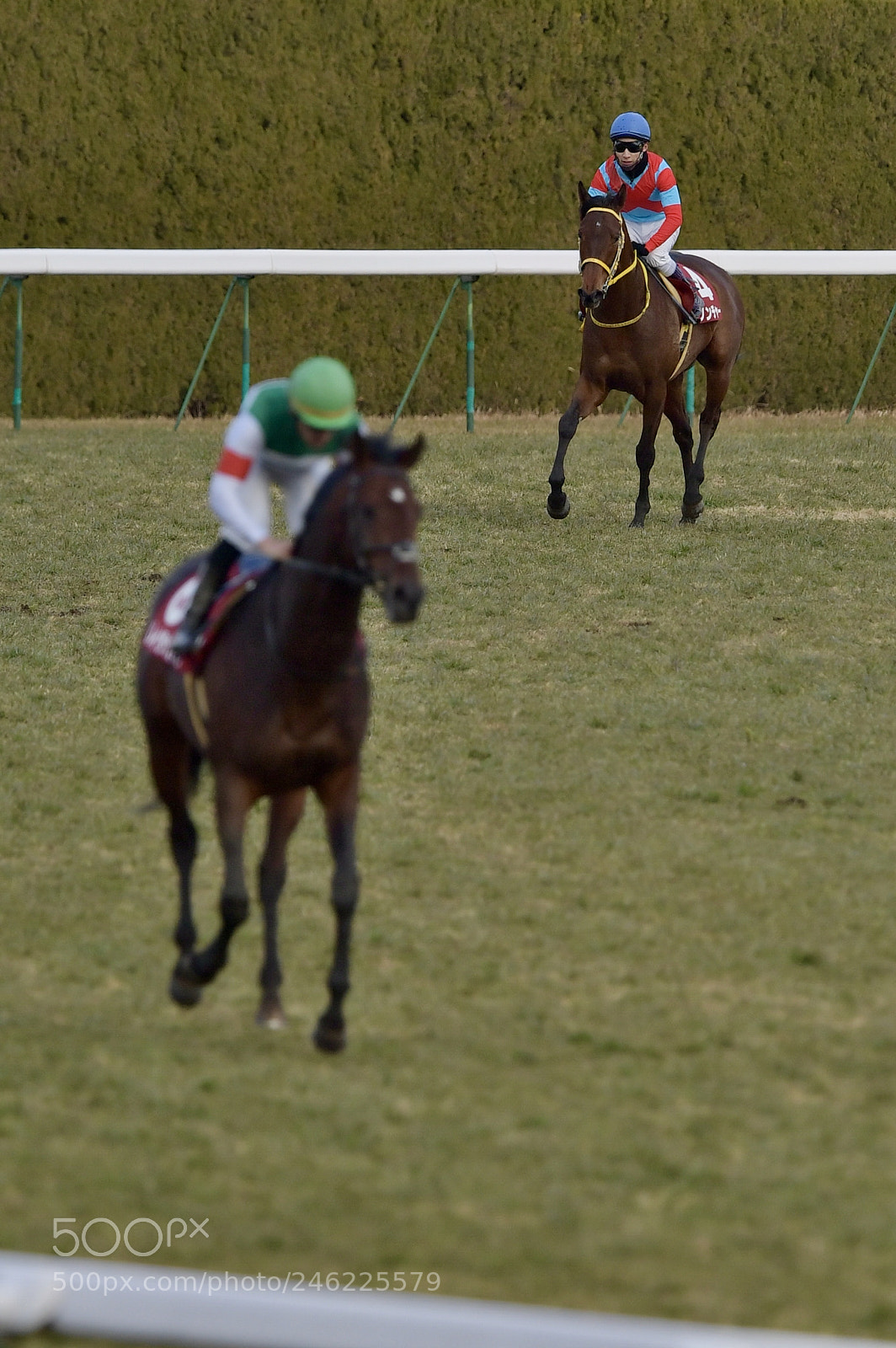 Nikon D5 sample photo. The winner and the photography