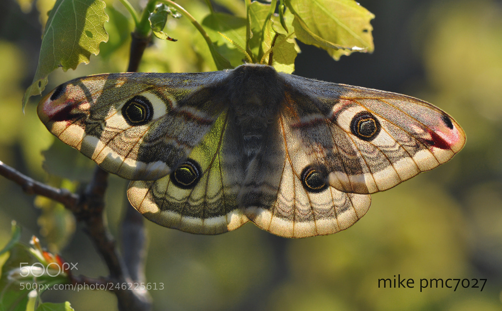 Nikon D90 sample photo. The small emperor moth photography