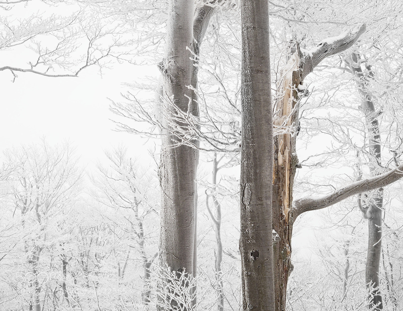 Olympus OM-D E-M10 II sample photo. Winter in beech forest photography