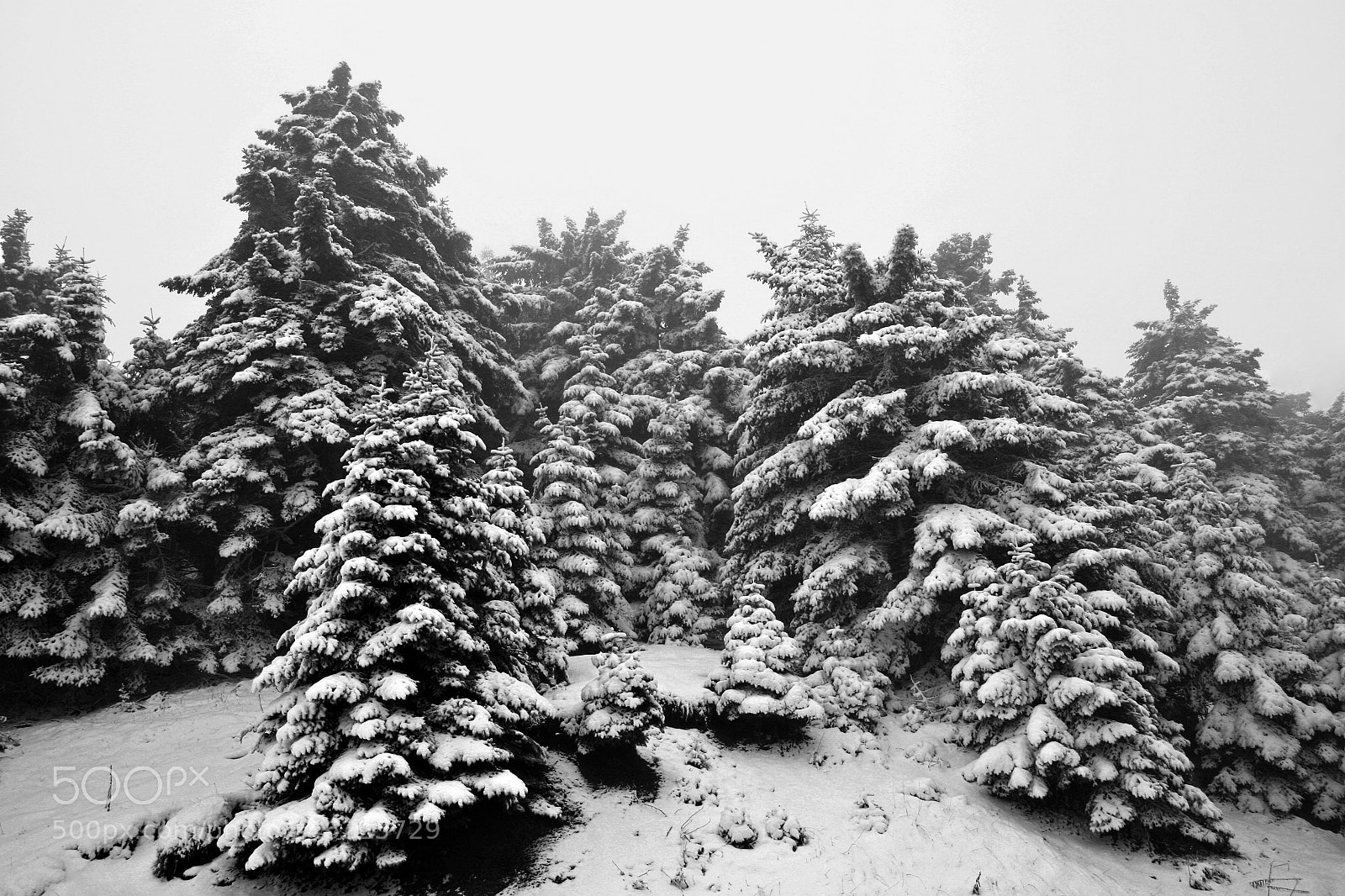 Canon EOS 400D (EOS Digital Rebel XTi / EOS Kiss Digital X) sample photo. Winter conditions iv photography