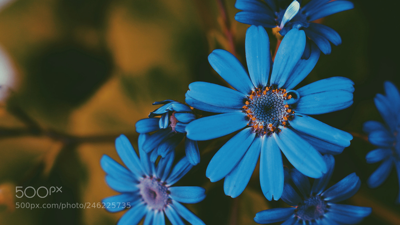 Sony SLT-A58 sample photo. Blue flowers photography